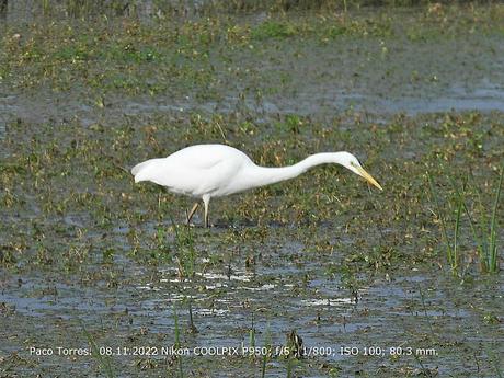 Ardea alba, Garceta Grande, Agró blanc, Great Egret.