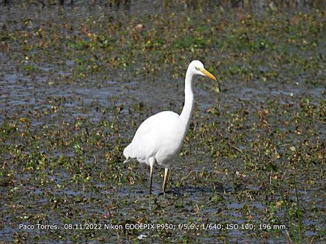 Ardea alba, Garceta Grande, Agró blanc, Great Egret.