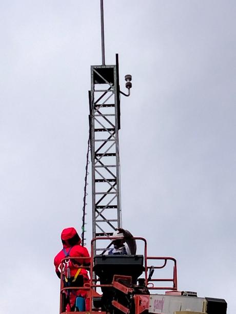 Dexastur Sanidad Ambiental retira más de 150 nidos de avispa asiática en empresas privadas en lo que va de año.