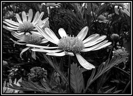 Flores vistas en Blanco y Negro