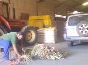 Cebollas riego para comenzar arranque