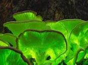 IMPRESIONANTE! Plantas brillan oscuridad