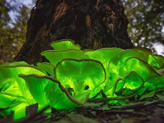 IMPRESIONANTE! Plantas que brillan en la oscuridad
