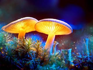 IMPRESIONANTE! Plantas que brillan en la oscuridad