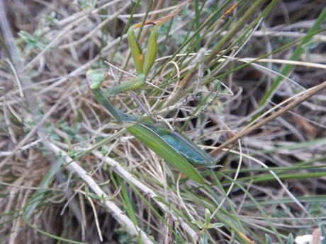 Mantis religiosa