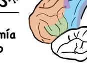 Lóbulo frontal: función