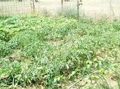 Cortar riego para madurar tomates