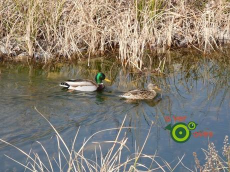 ¿Y por qué no un libro con plumas y picos y un aula con hierba y tierra?