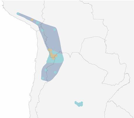 Parina chica (Phoenicoparrus jamesi)