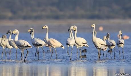 Parina chica (Phoenicoparrus jamesi)