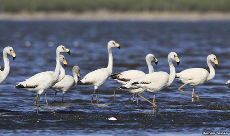 Parina chica (Phoenicoparrus jamesi)