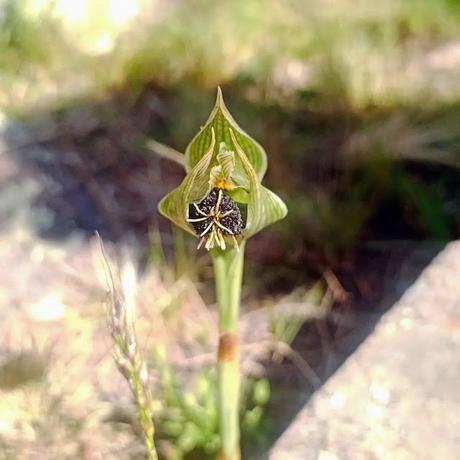 Orquídea de las Sierras (Bipinnula penicillata)