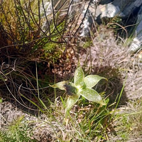 Orquídea de las Sierras (Bipinnula penicillata)