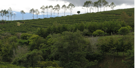 Etiopía produce el mejor café sostenible del mundo