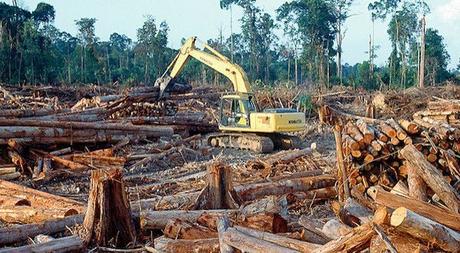 Combatir la deforestación puede evitar el cambio climático