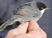 Curruca Cabecinegra