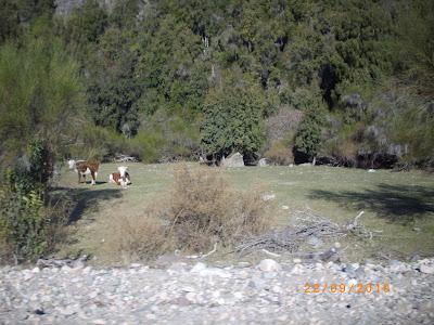 Patagonia Andina, portal de la belleza natural