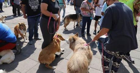 Gobierno capitalino atiende a más de 11 mil 500 perros y gatos con el programa “De Corazón mi Mascota”