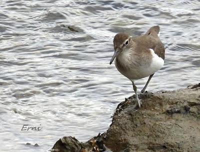 DAAN, LA HOLANDESA ERRANTE