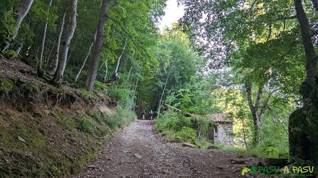 Bosque camino a Vegabaño