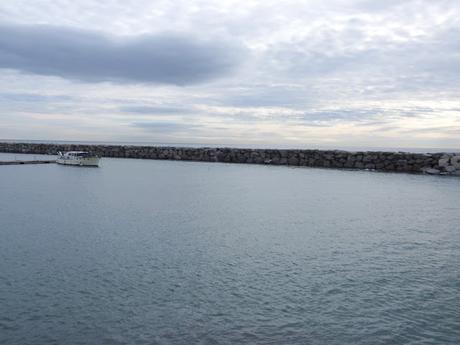 Alca en la bocana del Port de Premià