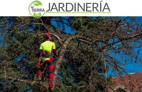 La Tierra Jardinería: Poda de árboles altos, mejor acudir a expertos