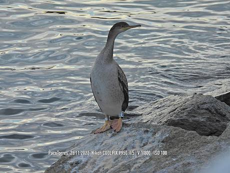 Cormorán moñudo V03