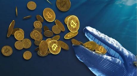 Criptomercado: Interés de las ballenas y corporaciones sigue sólido Criptomercado: Interés de las ballenas y corporaciones sigue sólido