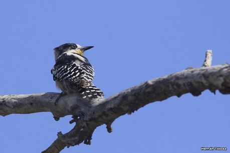 Laguna del Plata (octubre de 2021)