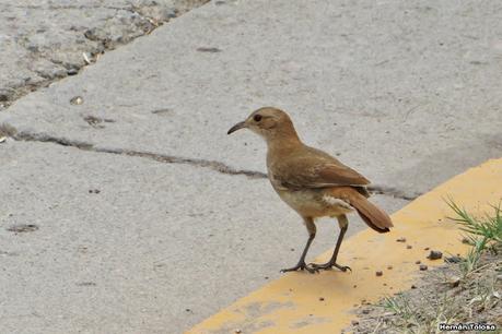 Laguna del Plata (octubre de 2021)