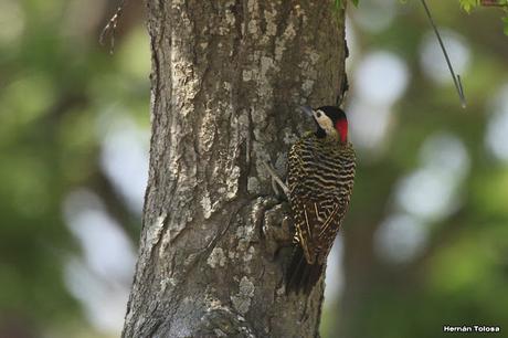 Laguna del Plata (octubre de 2021)