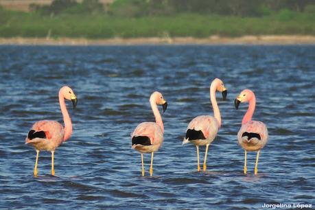 Laguna del Plata (octubre de 2021)