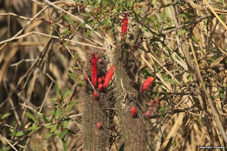 Laguna del Plata (octubre de 2021)