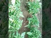 Pimientos, fracaso 2022