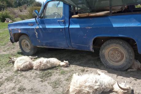 Preocupa mortandad de chivos en la Zona Norte