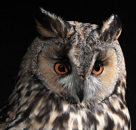 El Búho chico en Aragón (Asio otus) - Long-eared Owl - Waldohreule