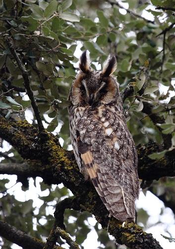 El Búho chico en Aragón (Asio otus) - Long-eared Owl - Waldohreule