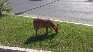 PODENCA PREÑADA Y ATROPELLADA EN SEVILLA RESCATADA POR LOLI, AYUDA MUY URGENTE!!
