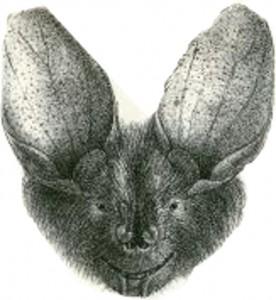 Reflexión visual #0991