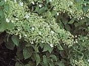 Schizophragma hydrangeoides