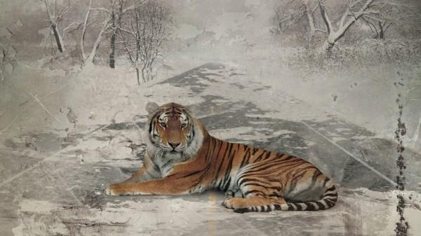 Curling, Canadá 2010