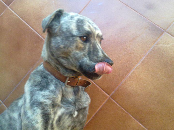 Historias de adoptad@s. Feita
