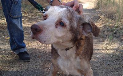 TOLEDO- GUS, VIEJITO CIEGO QUE CASI NO PUEDE ANDAR,ABANDONADO EN PLENA AVENIDA- TALAVERA