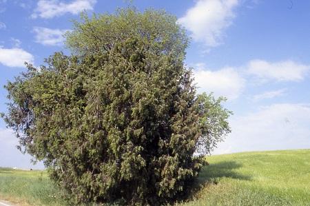 Árboles singulares de Huesca - Enebro de Los Algarrofales (Barbastro)