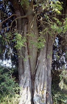 Árboles singulares de Huesca - Enebro de Los Algarrofales (Barbastro)