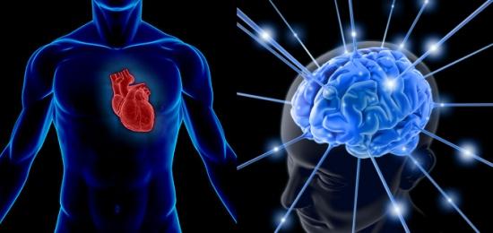 Corazón V/S Cerebro: ¿El Fisicoculturista o el Nerd?