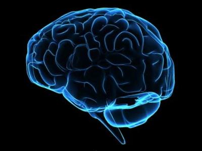 El Cerebro: Química y electricidad en movimiento.