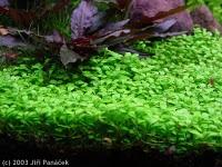 Glossostigma elatinoides