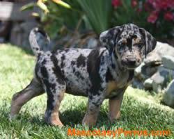 Perros Catahoula Leopard