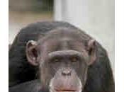 desarrollan Alzheimer monos